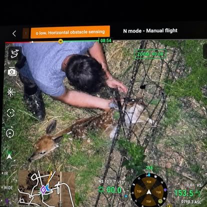 Thermal drone footage of a rescue crew reaching a fawn caught in fencing