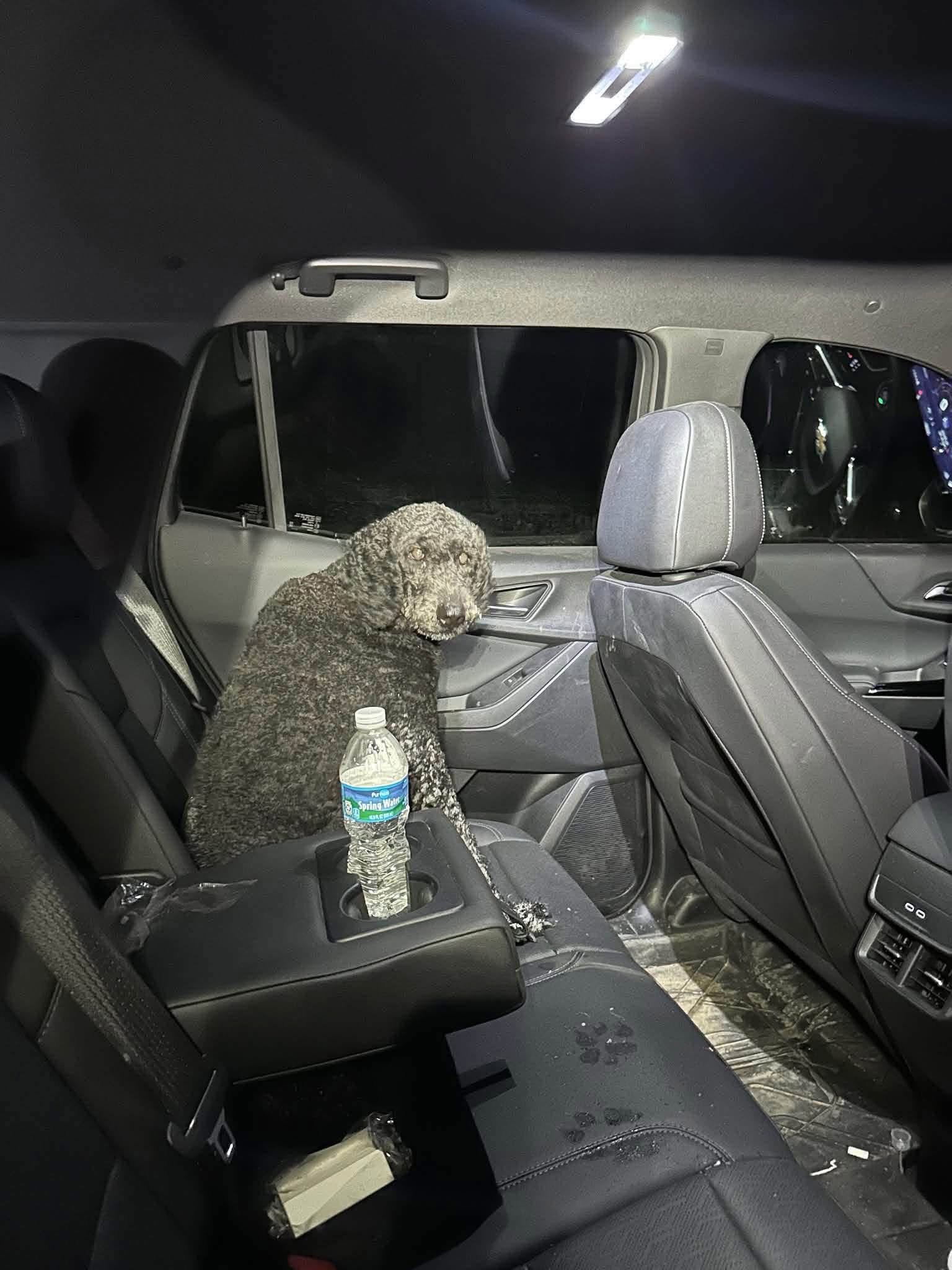 Recovered poodle safe in the back seat of a vehicle